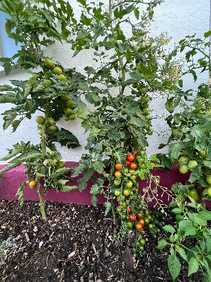 1000038416 Einfamilienhaus Ilmenau