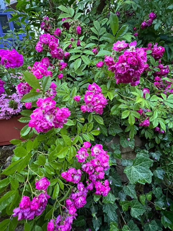  Einfamilienhaus Ilmenau